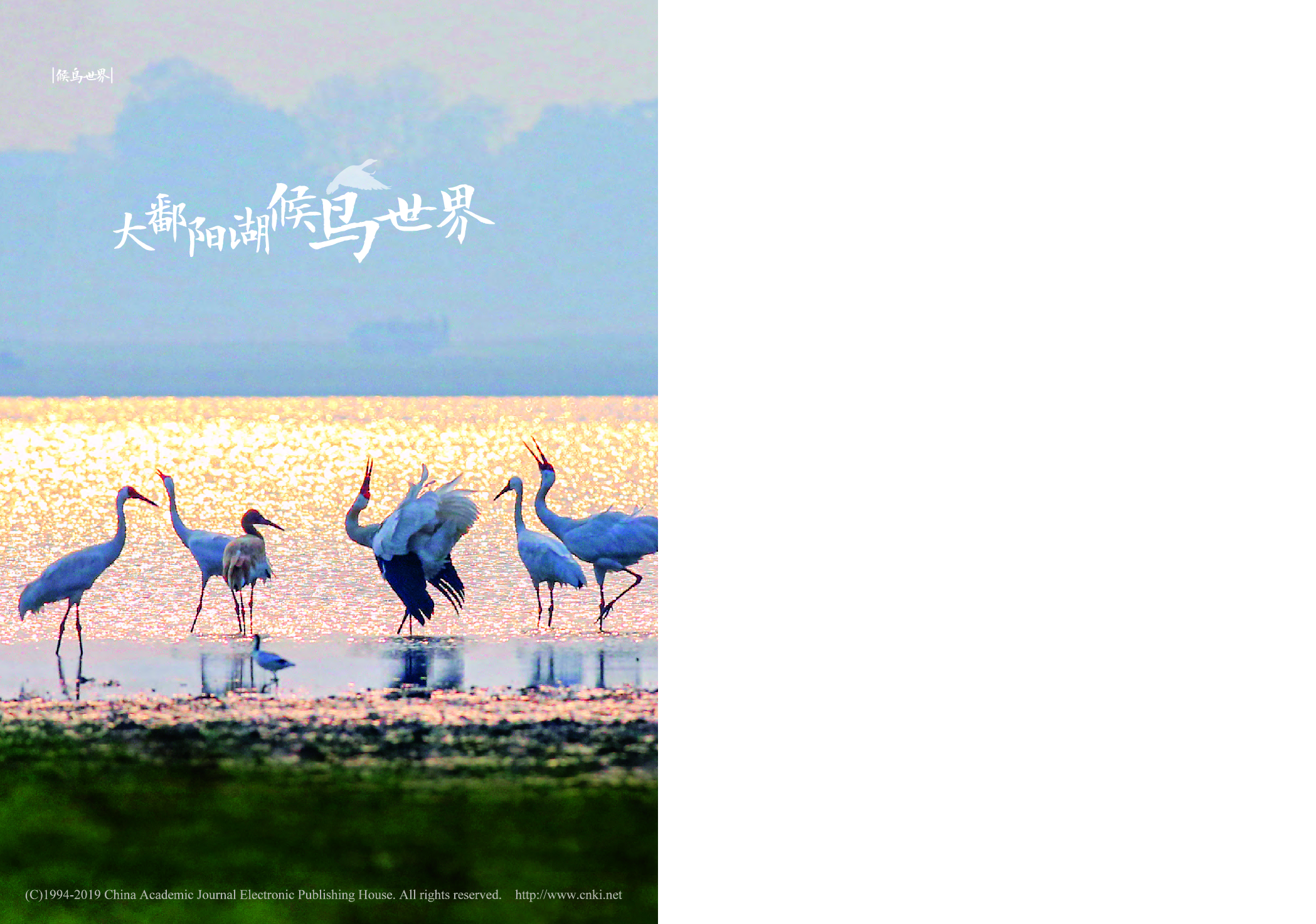 大鄱阳湖候鸟世界